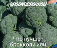 Брокколи