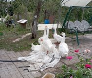 Продам стаю гусей линдовская порода, возраст 3 год