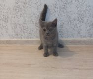 Британская кошечка