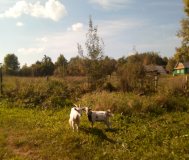 Продам овцу козла и козу белая козел бело-серый