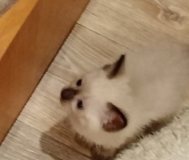 Тайские котята