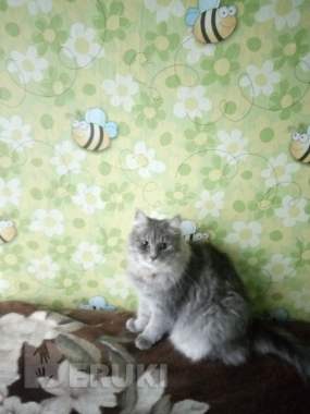 В дар кошечку, милую, потешную, игривую, забавную 1
