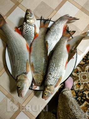 Продам дом в д. Заречье еремичский сельсовет 5