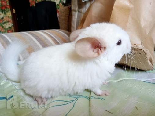 Шиншилла белого окраса. 0