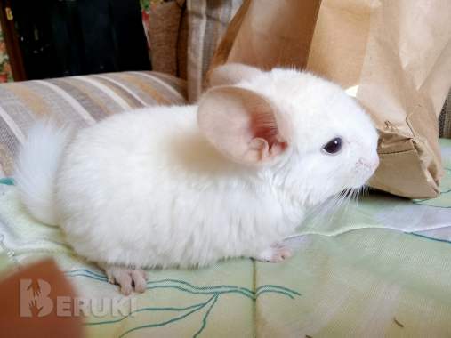 Шиншилла белого окраса. 1