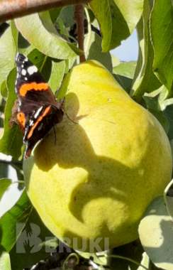 Продам дом в д. Заречье еремичский сельсовет 8