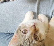Котята срочно ищут новый дом