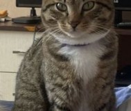 Лучший котик ищет новый дом
