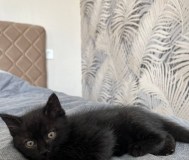 Котятки