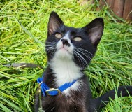 Котенок зорро ищет дом