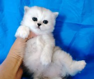 Котята кошечка шотандская.