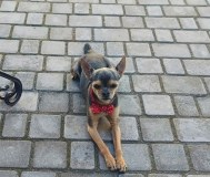 Потерян кобель, небольшой, 4 кг, метис, ошейник и красная бабочка на ошейнике