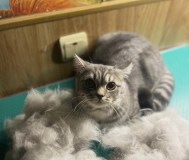 Грумер, груминг кошек