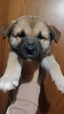 Щенки в дар 0