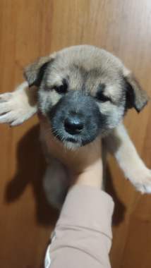 Щенки в дар 1