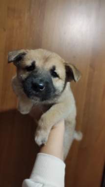 Щенки в дар 2