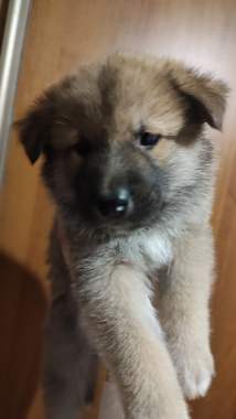 Щенки в дар 3