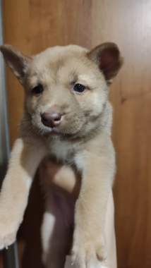 Щенки в дар 4