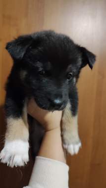 Щенки в дар 5