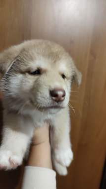 Щенки в дар 6