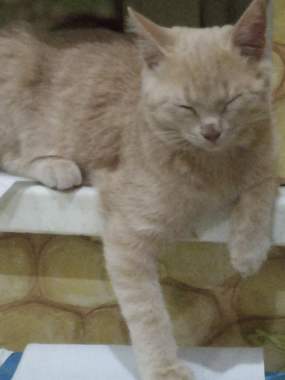 Поклейка обоев , фотообоев 5