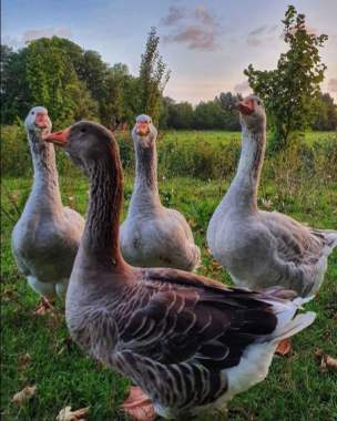 Продажа гусей