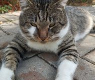 Найдите котика за вознаграждение!!!