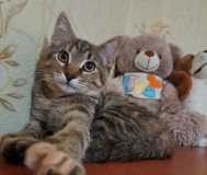 Котенок