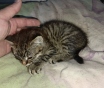 Маленький котенок ищет дом