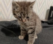 Маленький котенок ищет дом