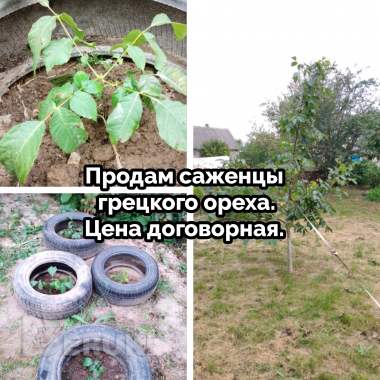 Саженцы грецкого ореха 0