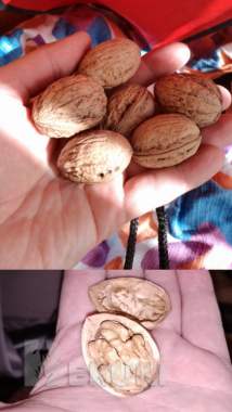 Саженцы грецкого ореха 1