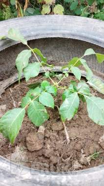 Саженцы грецкого ореха 2