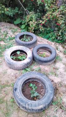 Саженцы грецкого ореха 3