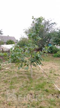 Саженцы грецкого ореха 4