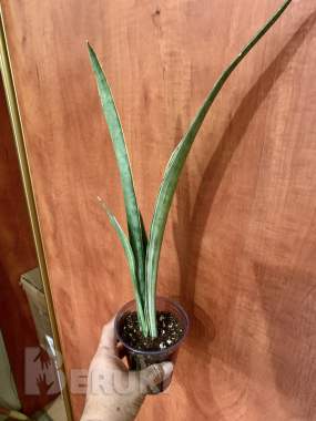 Сансевиерия металлика