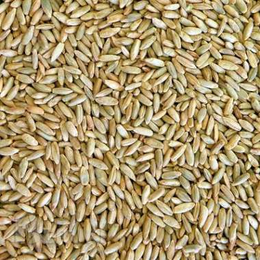 Семена ржи сорта «укосная»