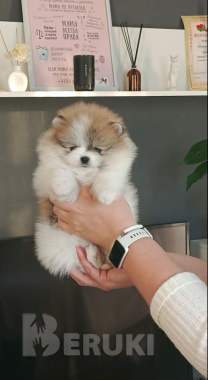 Померанский шпиц девочка