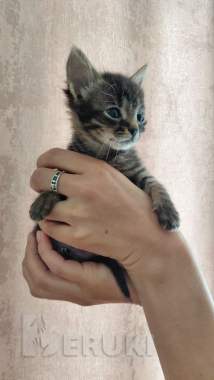 Котята ищут дом и хозяина 0