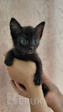 Котята ищут дом и хозяина 1