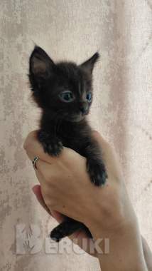 Котята ищут дом и хозяина 2