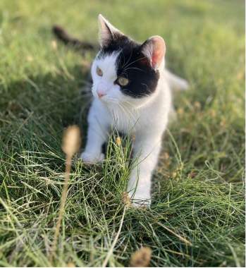 Котёнок ищет дом 0