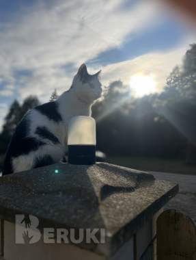 Котёнок ищет дом 1