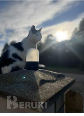 Котёнок ищет дом 2