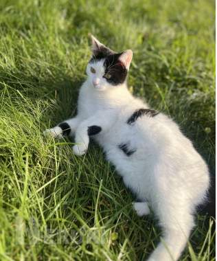 Котёнок ищет дом 3