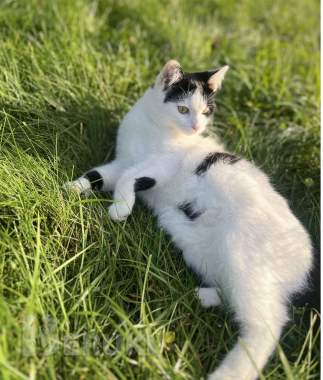 Котёнок ищет дом 4