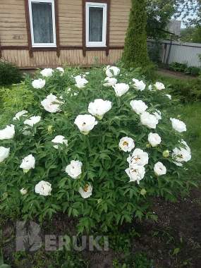 Продажа дома 17