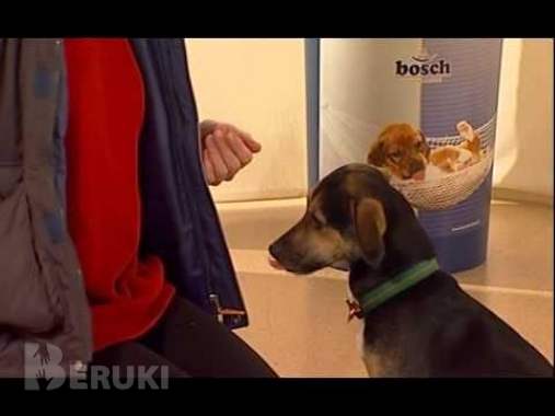 Дресировка собак 0