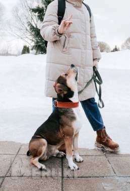 Дресировка собак 1