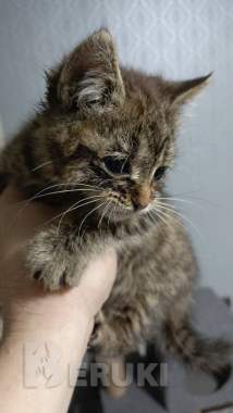 Маленький котенок ищет дом 0